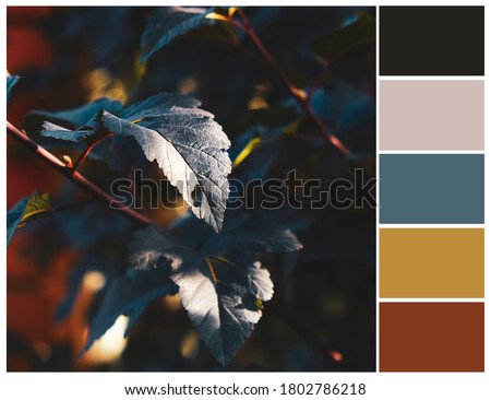 Colour swatch. Autumn color palette. Harmonious colour combinations.