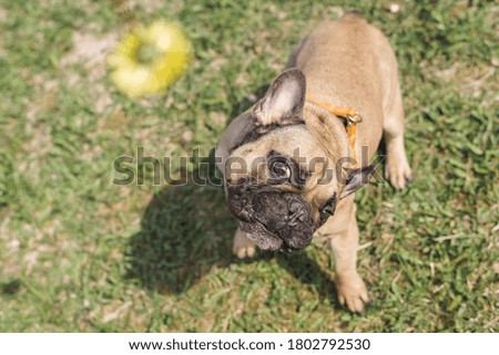 Portrait picture of cute french bulldog playing on meadow.