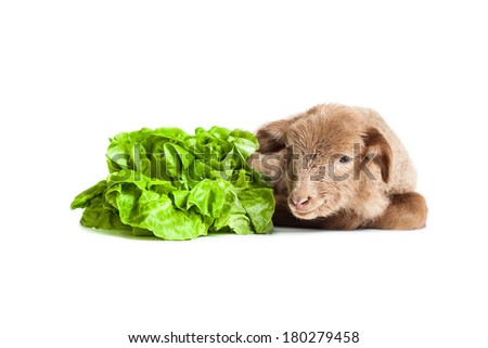 Baby brown lamb isolated on white background with green fresh salad