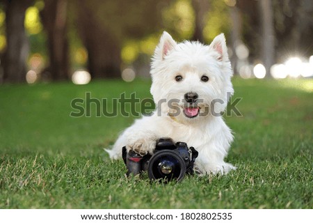 Portrait of a west highland terrier photographer