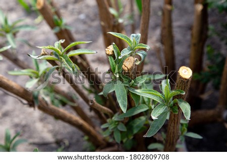 Pruned branch of a butterfly bush growing fresh new leaves, garden plant care, pruned tree budding Royalty-Free Stock Photo #1802809708