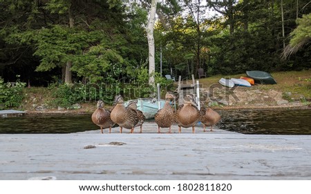 Duck Pictures - Cute Duck Pictures - Ducks Together