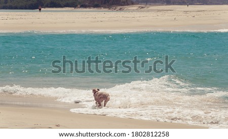 A dog enjoying playing on the beach