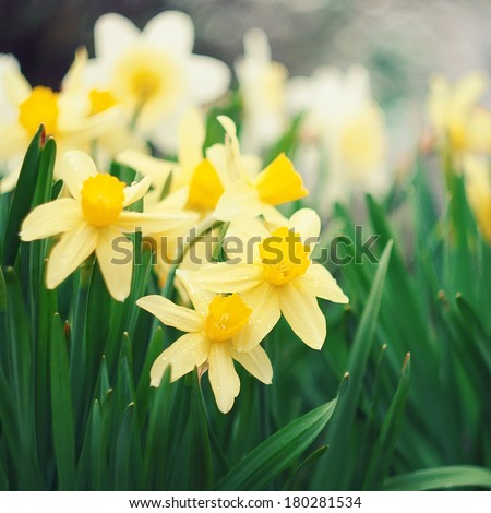 First spring flowers, white and yellow daffodils.