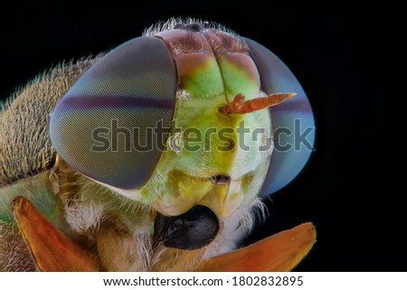 soldier fly is a unique forest fly, its head shape is like a match stick