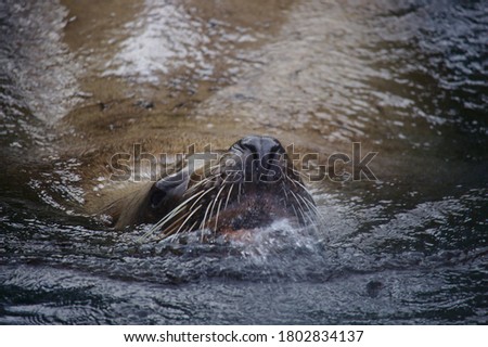 A stellar sea lion swimming in water towards the viewer