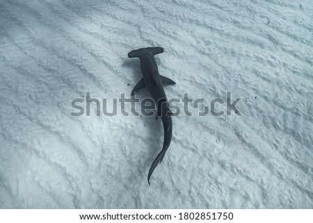Hammerhead Shark underwater in Bahamas