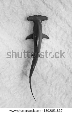 Hammerhead Shark in Bahamas clear water