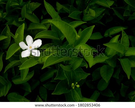 The Gardenia Flower Blooming on The Field in The Dark Background