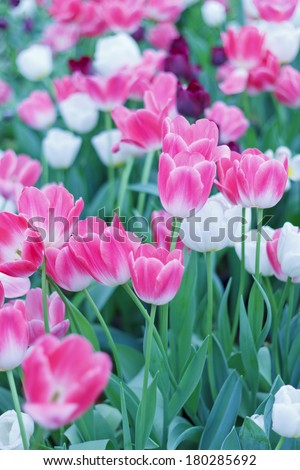 Stock Photo - beautiful  colorful Tulips