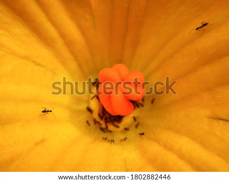 Beautiful pumpkin flowerhead isolated on Yellow background with aunts
