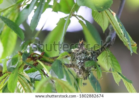 rufous hummingbird nest at Delta BC Canada