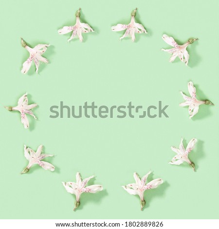 Floral decorative frame from dry white flowers on soft green. Natural flowery background, nature or environment concept. Top view, flat lay.