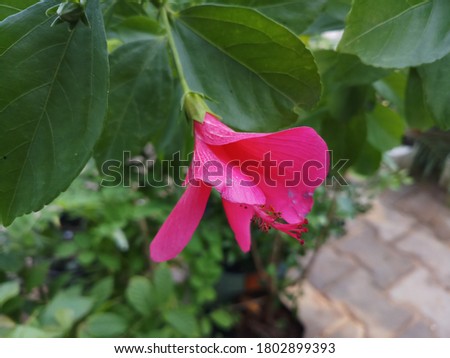 A picture of red flower with green leaves. 