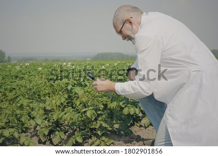 Mature male scientist agronomist inspects potato seedlings affected by larvae of the Colorado potato beetle with magnifier