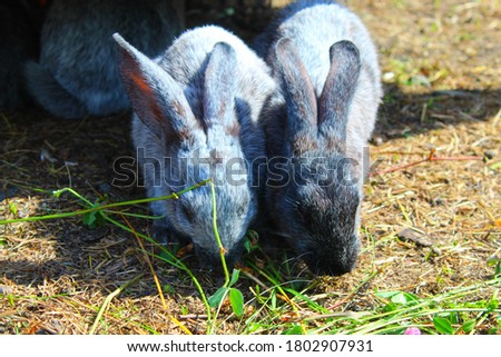 two cute grey rabbit from the zoo eat grass