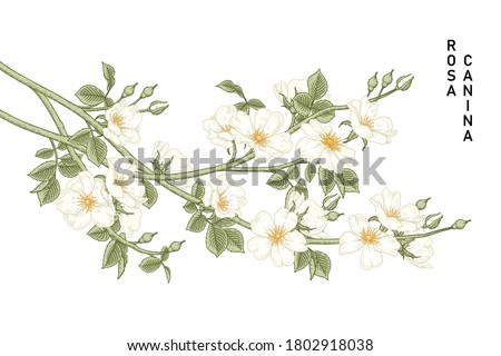 Sketch Floral decorative set. White Dog rose (Rosa canina) flower drawings. Vintage line art isolated on white backgrounds. Hand Drawn Botanical Illustrations. Elements vector. Royalty-Free Stock Photo #1802918038