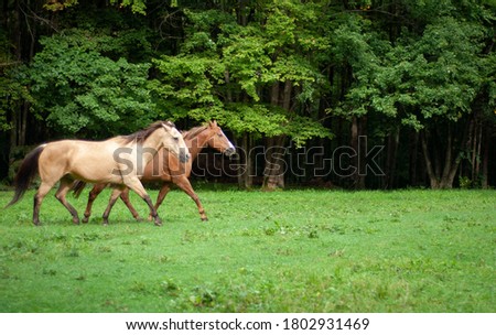 Tennessee Walking horses are naturally gaited horses known for their unique four-beat gaits that are often described as smooth or silk