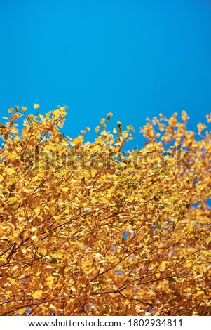 Autumn tree with golden leaves against blue sky