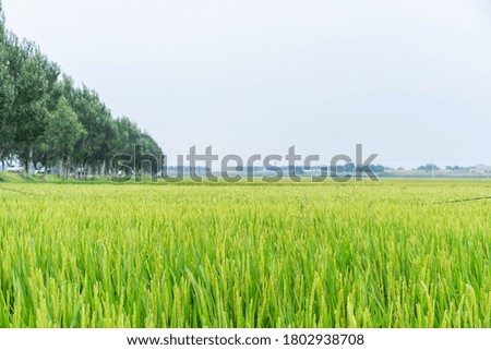Rice with full grains in Northeast August