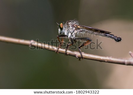The robber fly or asilidae on a branch of a tree. selective focus image