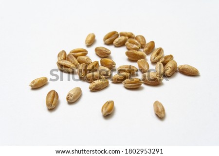 Wheat grains on white isolated background. Pile of cereal grains scattered on the table close-up. Seeds of barley, wheat, oats, rye, triticale macro shooting. Natural dry grain in the center of image Royalty-Free Stock Photo #1802953291