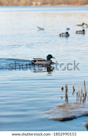 A beautiful shot of ducks swimming in the pond Royalty-Free Stock Photo #1802990155