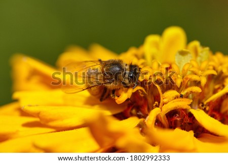 Close-up bee on yellow flower collects nectar. A macro shot of a bee pollinating a Zinnia flowers