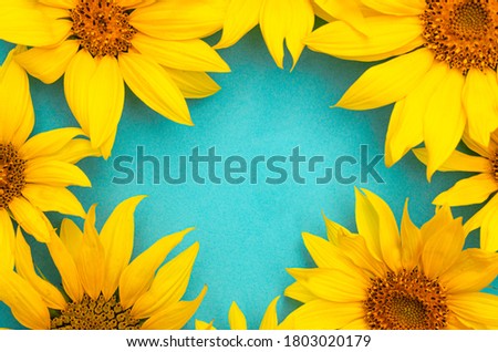 Frame of yellow sunflower flowers on a blue background, place for text