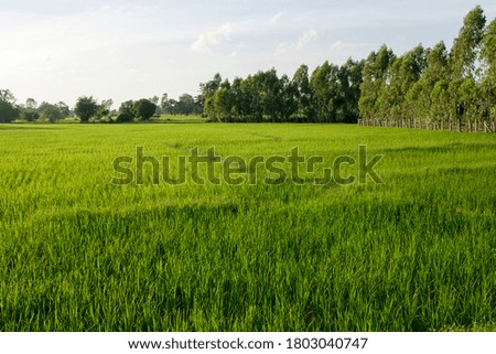 green rice field with blue sky background.