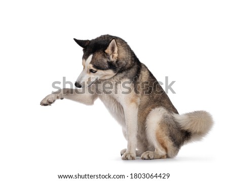 Pretty young adult Husky dog, sitting side ways. One paw up, head down. Isolated on a white background.