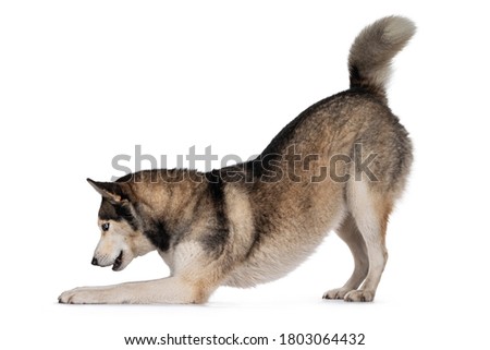 Pretty young adult Husky dog, bowed down side ways. Looking towards camera with light blue eyes. Isolated on a white background.