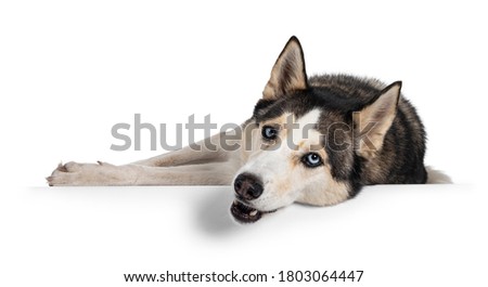 Pretty young adult Husky dog, laying down side ways. Haed completely down over edge. Looking towards camera with light blue eyes. Isolated on a white background.