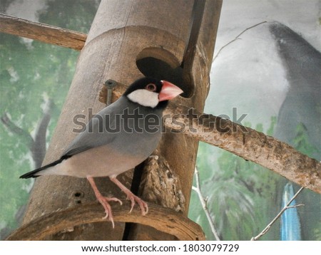 Java Finch - Lonchura oryzivora a beautiful bird with a red beak perched on a branch.