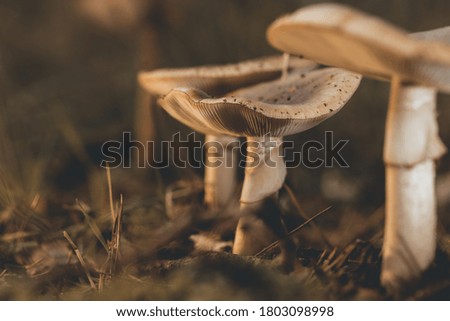 Mushroom in the forest for mushroom identification