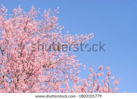 A picture of pink cherry blossom in the garden in spring, with a bright blue sky copy space as the background, blooming natural light.