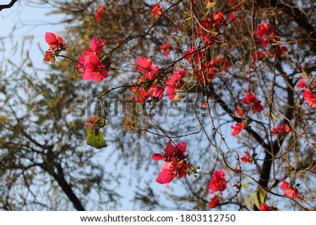 Bougainvilleas are tropical climbing plants known for their versatility and vibrant colors. Picture taken at Lodhi Gardens, Delhi.