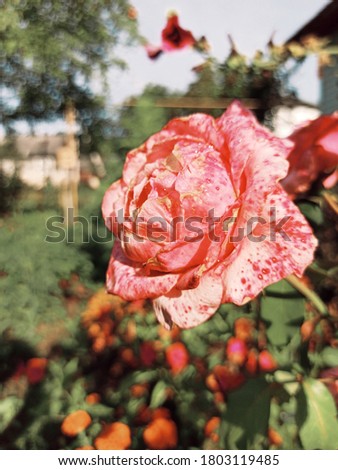 pink roseflower in the garden