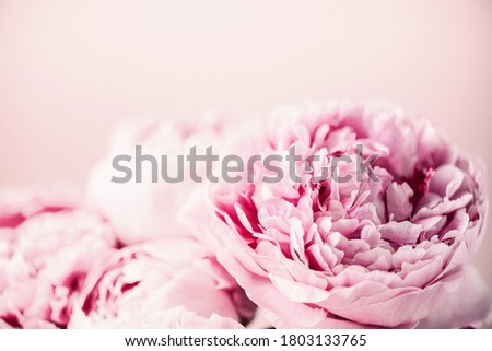 Pink peony flower on pastel background. Copy space. Floral composition. Wedding, birthday, anniversary bouquet. Woman day, Mother's day. Macro of peonies flowers.