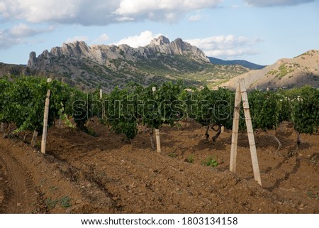 A vineyard on a hill in the Eastern Crimea on a summer evening in cloudy weather, with the Taraktash ridge in the background.