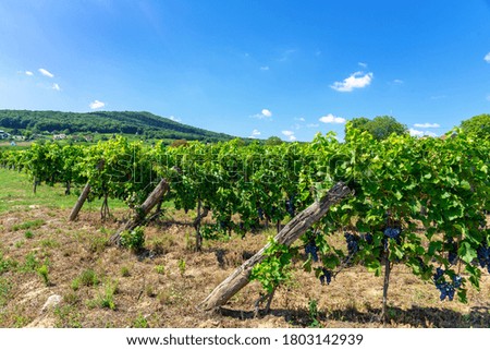 winery rows of grape vines with Szarsomlyo hill in the background