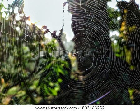 uttarakhand,india-2 june 2020:spider wed..spider web wallpaper.spider in web.cobwebs.forest creatures.animal net on tree.trap.this picture was captures in a rainy forest.wallpaper.
