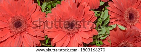 Background of beautiful flowers. Сlose up. Panorama.