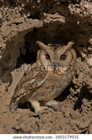 The Indian scops owl is a resident species of owl native to South Asia., 
owl species in wetlands and wildlife reserves of Pakistan 
