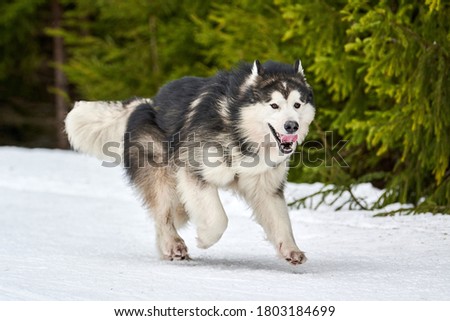 Running Malamute dog on sled dog racing. Winter dog sport sled team competition. Alaskan Malamute dog in harness pull skier or sled with musher. Active running on snowy cross country track road Royalty-Free Stock Photo #1803184699