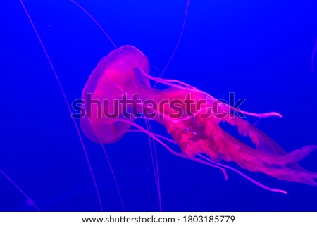 pink jellyfish in front of blue water