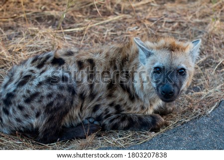 Hyena resting on the ground in South Africa National Park