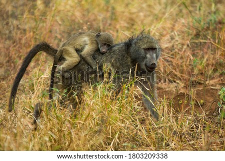 Baboons in South Africa National Park