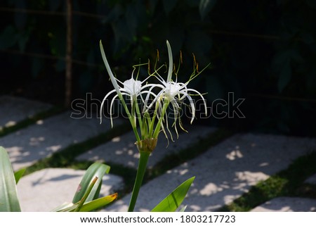 white Flower with Spike petal