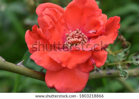 Single red color rose picture. Close up picture.